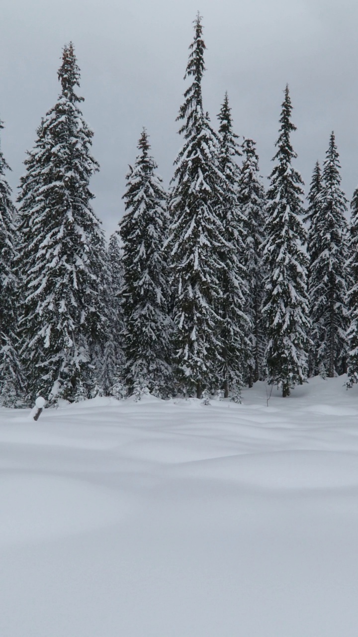在一个多云的冬日里，雪花落在白雪覆盖的冷杉树的背景下。视频素材