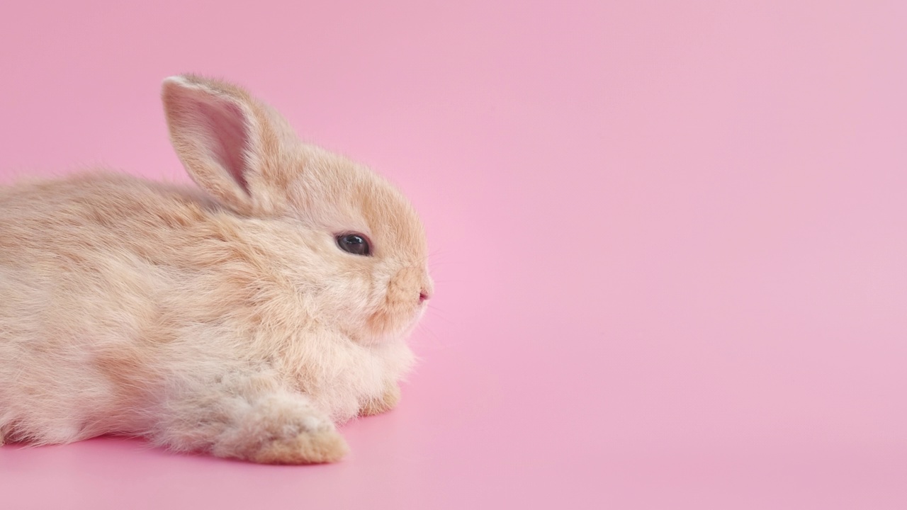 小兔子在孤立的粉红色背景上视频素材
