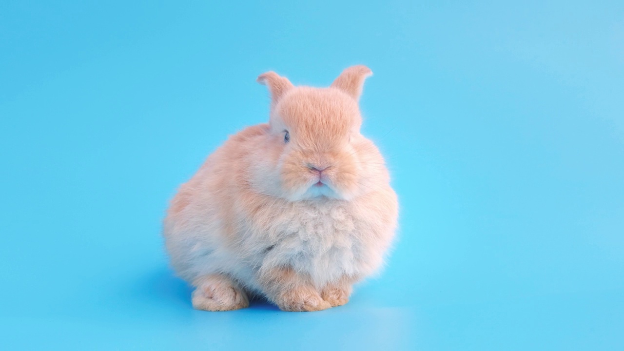 小兔子在孤立的蓝色背景上视频下载