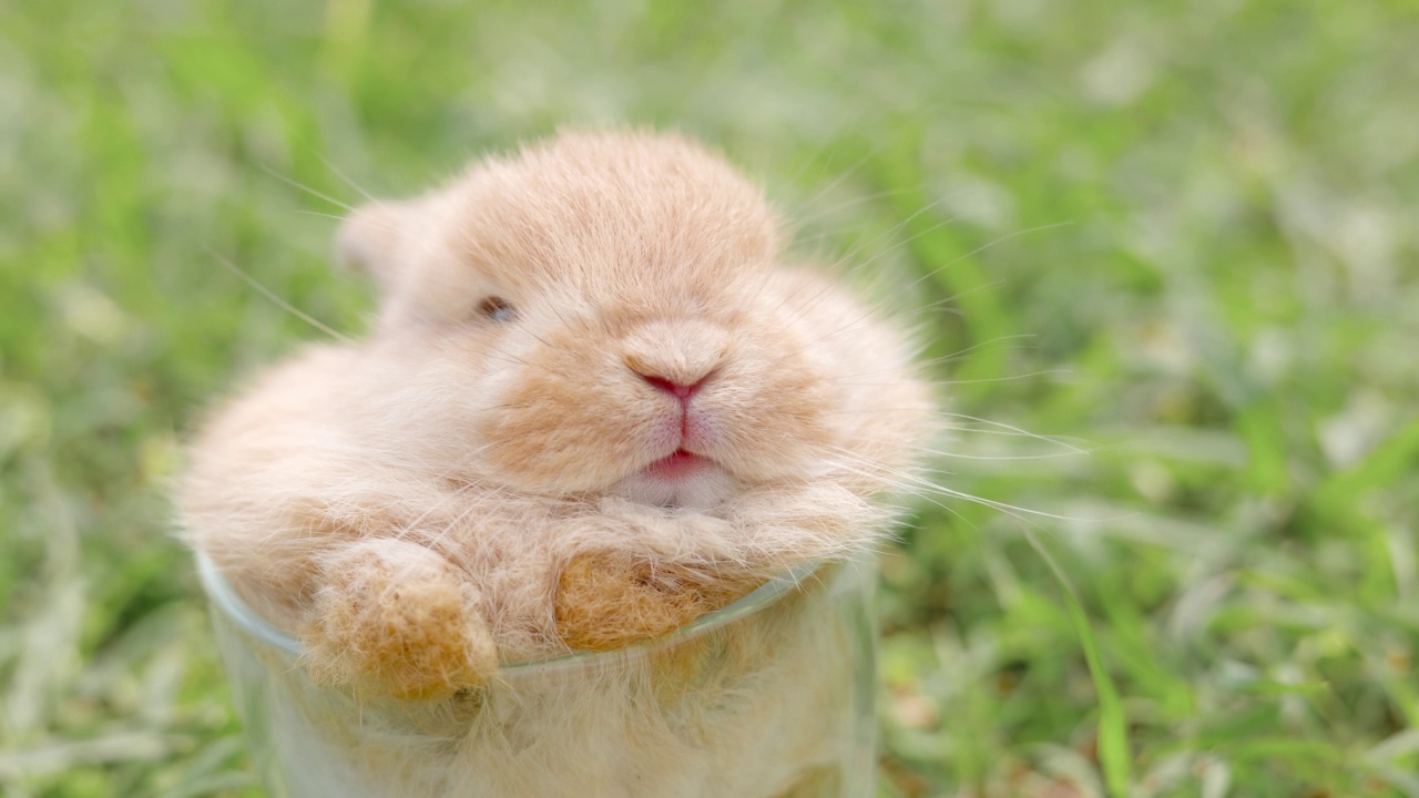小兔子在一个放在草地上的玻璃杯里。视频素材