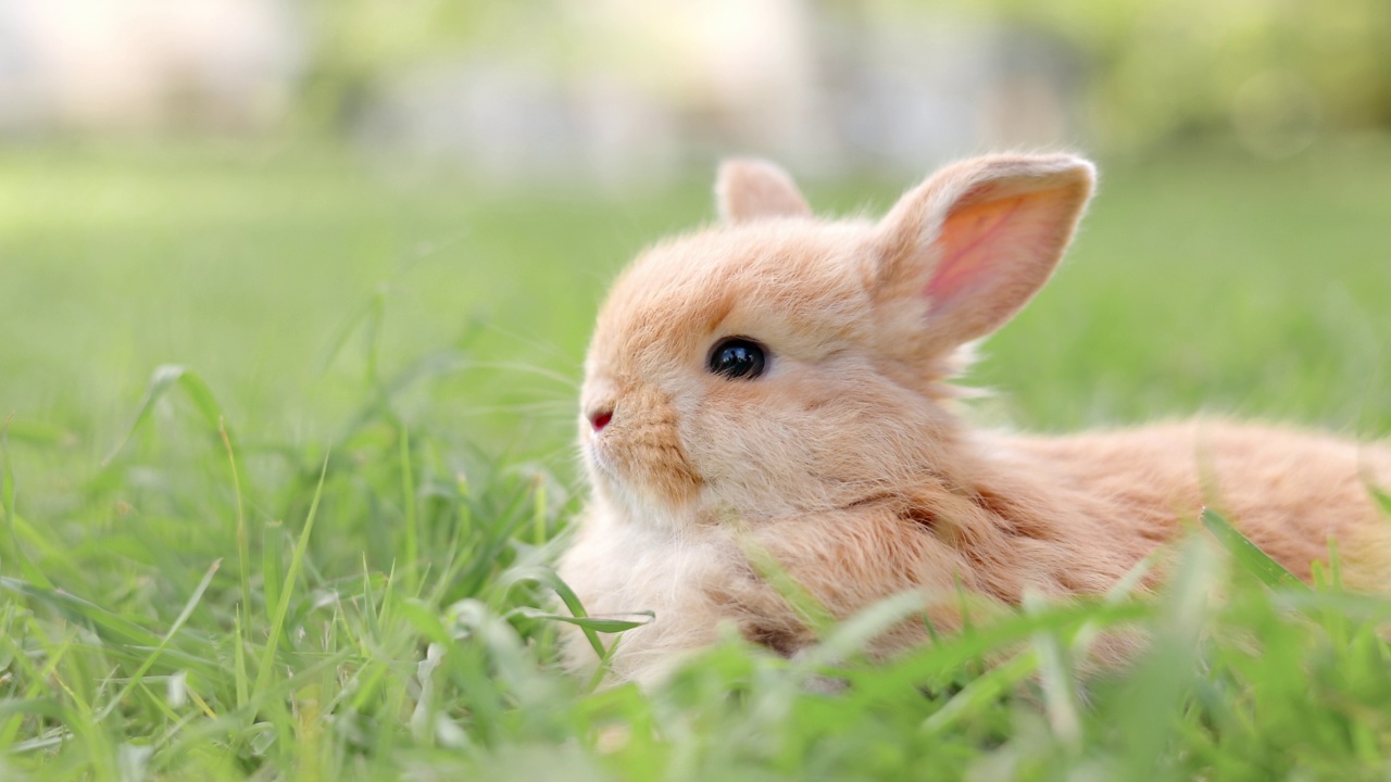 草地上的小兔子。视频下载