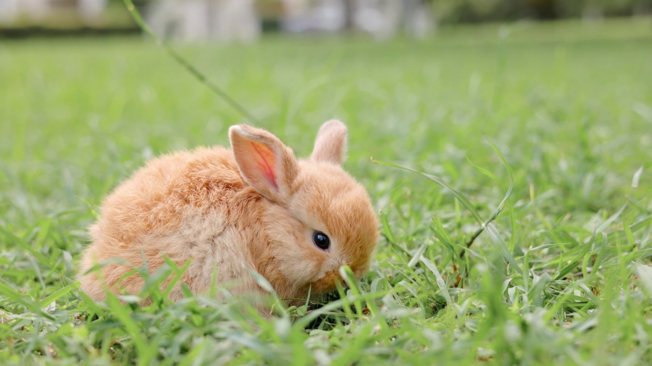 草地上的小兔子。视频素材
