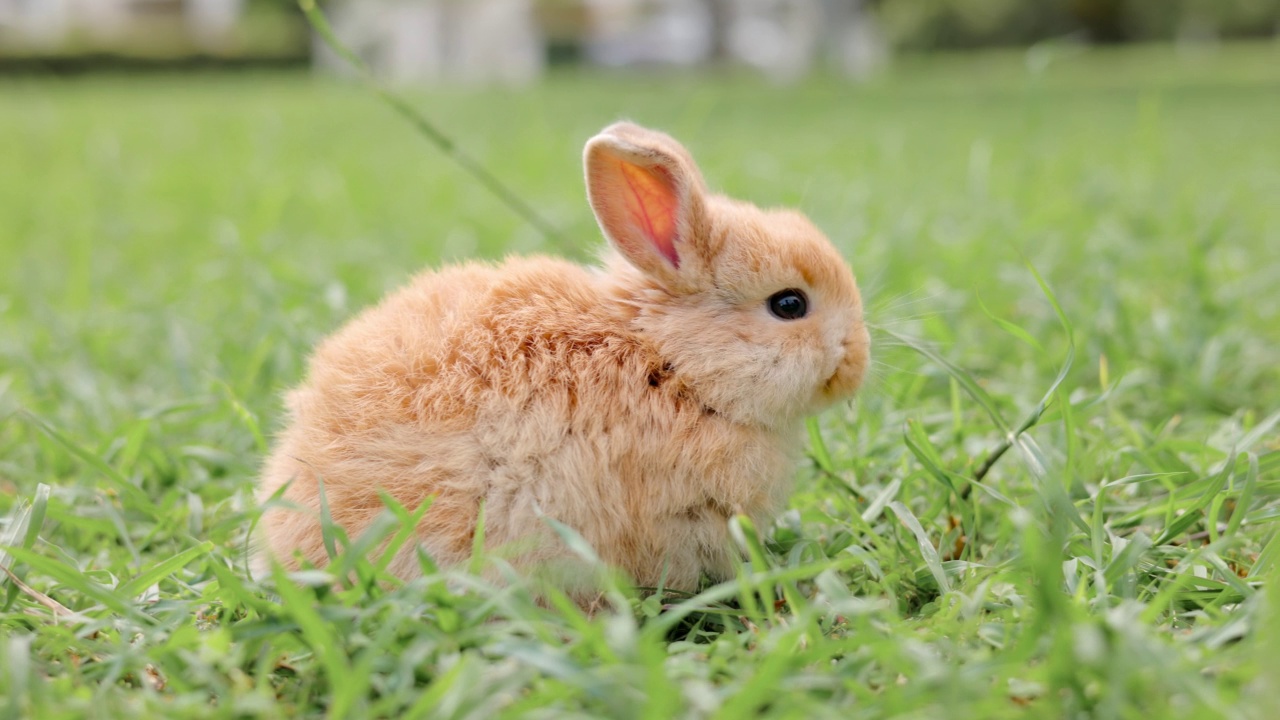 草地上的小兔子。视频素材