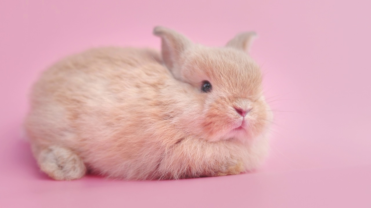 小兔子在孤立的粉红色背景上视频素材