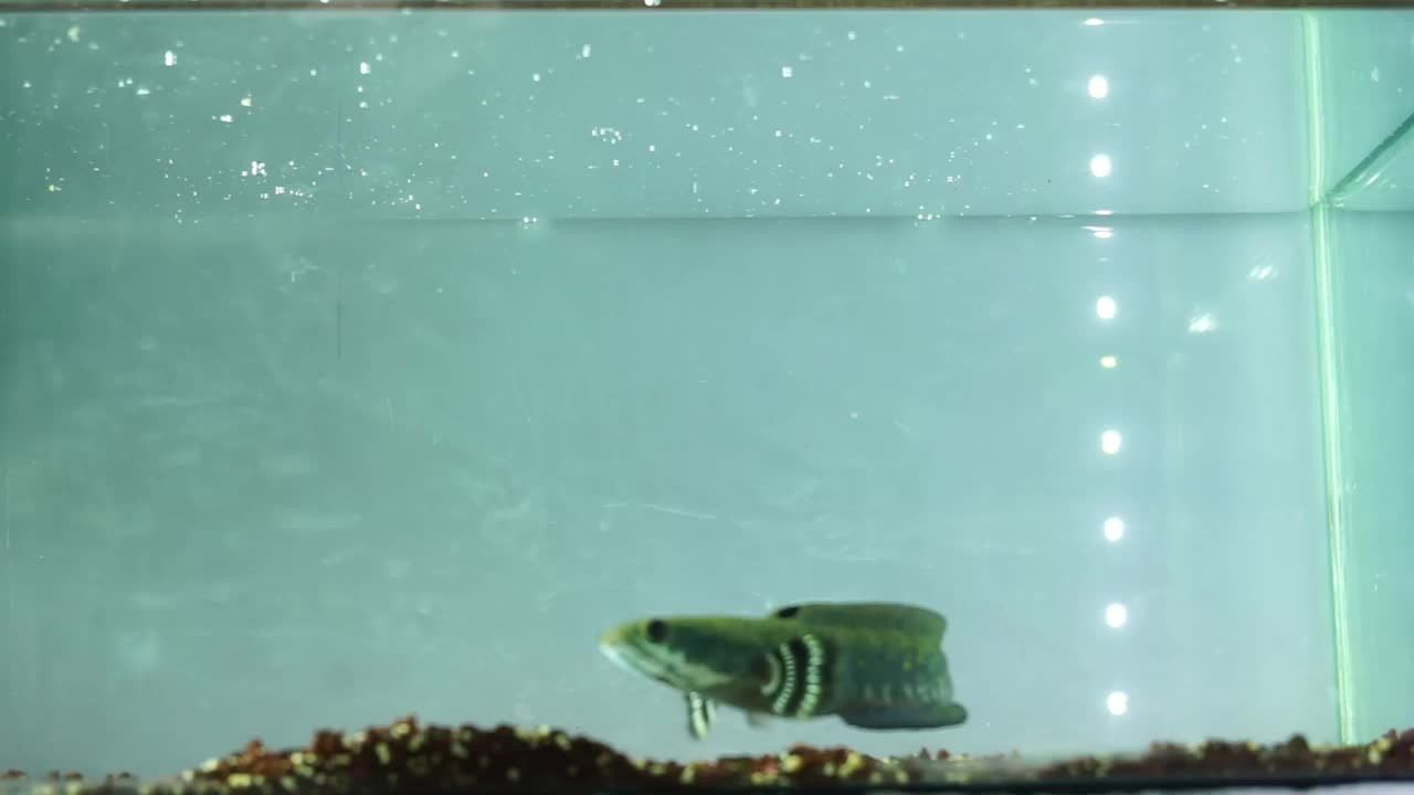 储存水族馆和水族馆设备中的鱼的镜头视频素材
