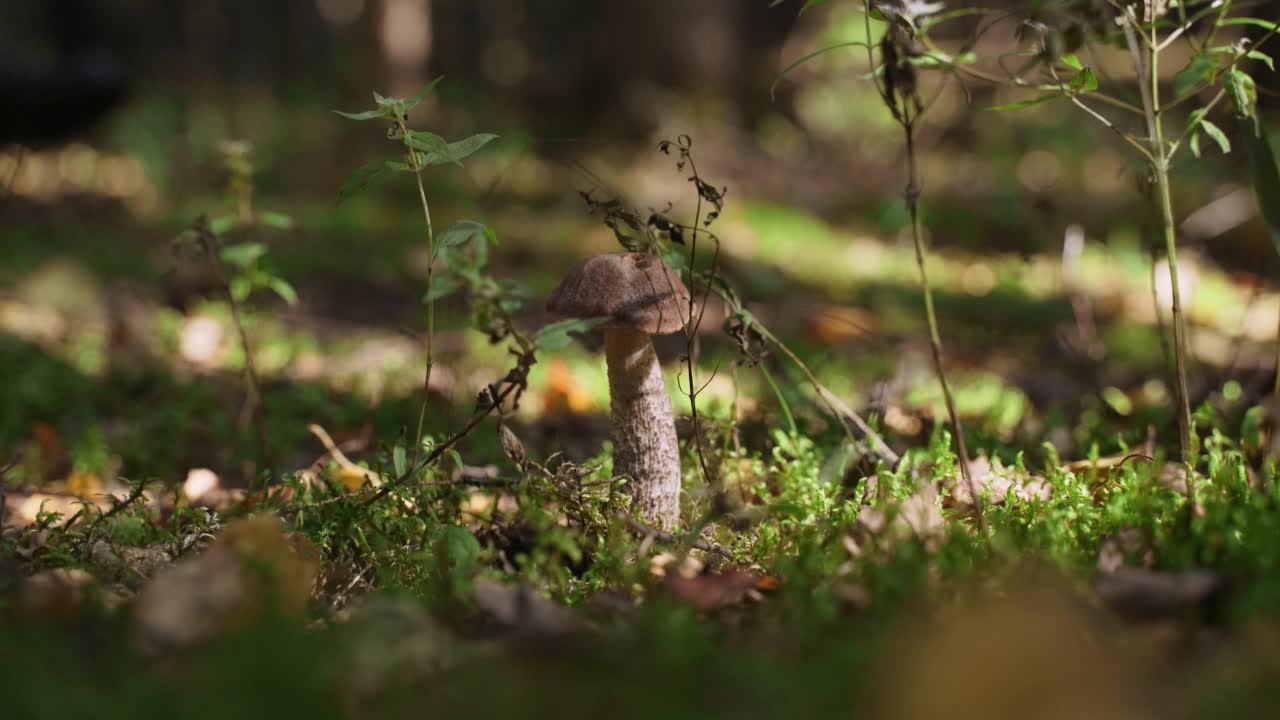 牛肝菌生长在森林的苔藓中。采摘蘑菇的人经过，特写。视频素材