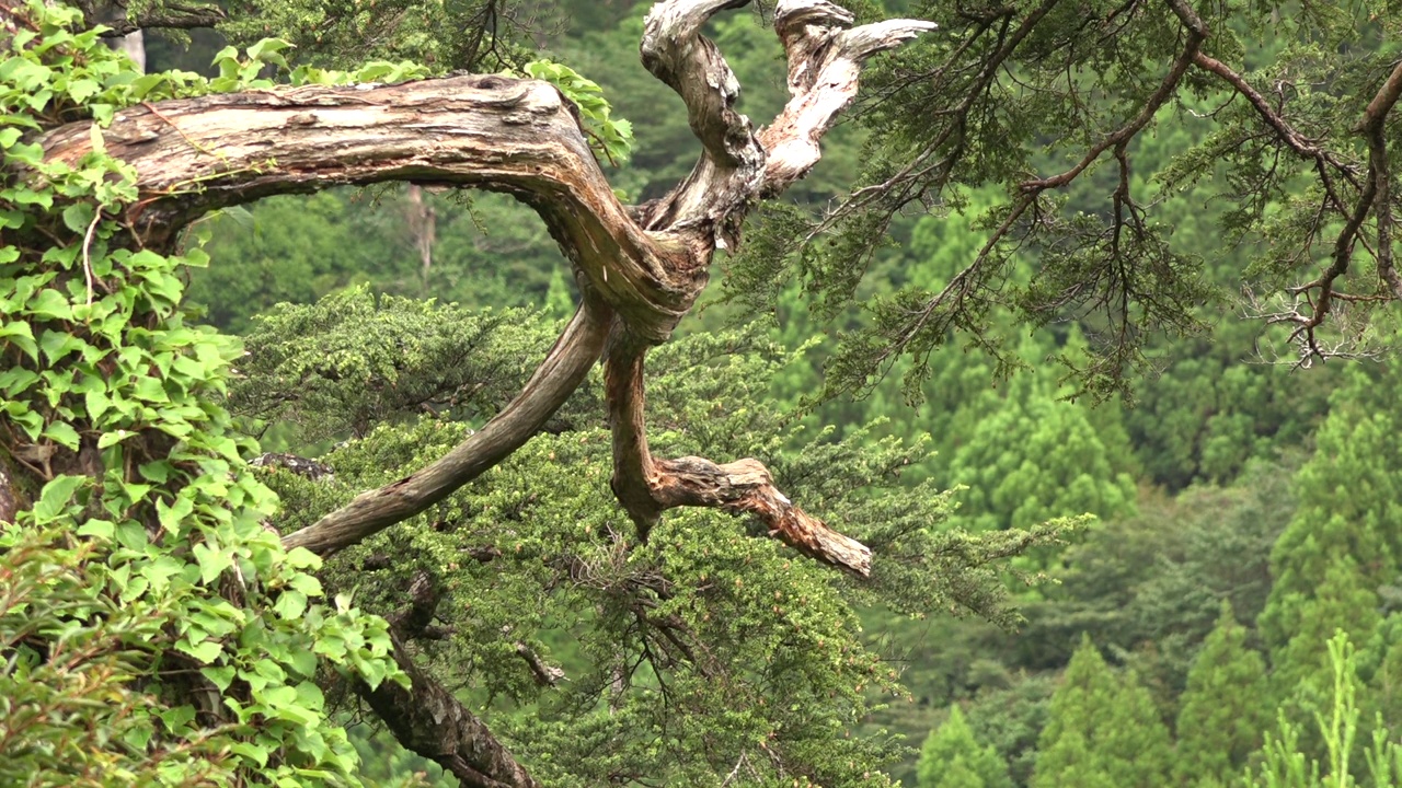 日本屋久岛/鹿儿岛的自然风光视频素材