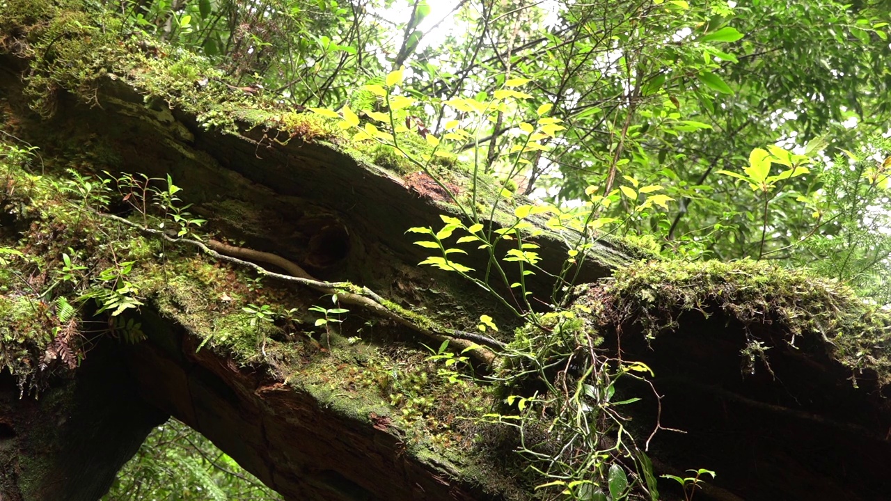 森林和苔藓的风景在屋久岛/鹿儿岛，日本视频素材