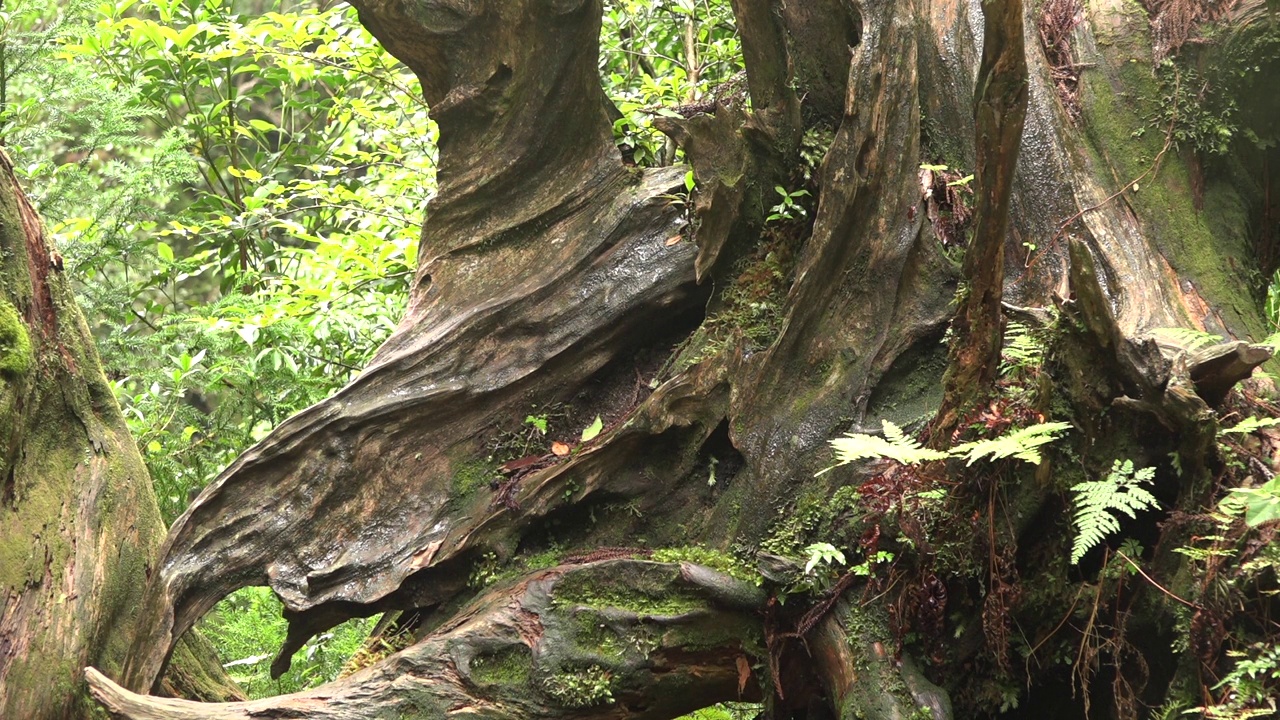 日本鹿儿岛屋久岛森林中的树木视频素材