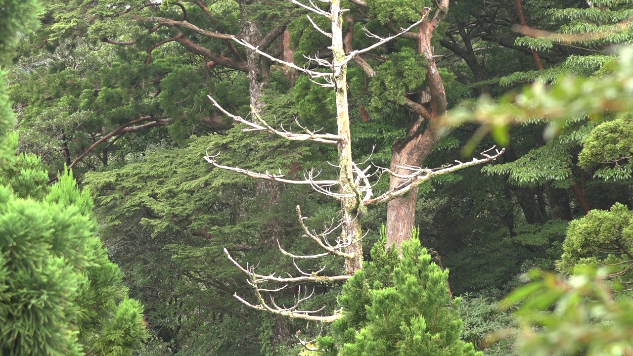 日本屋久岛/鹿儿岛的自然风光视频素材