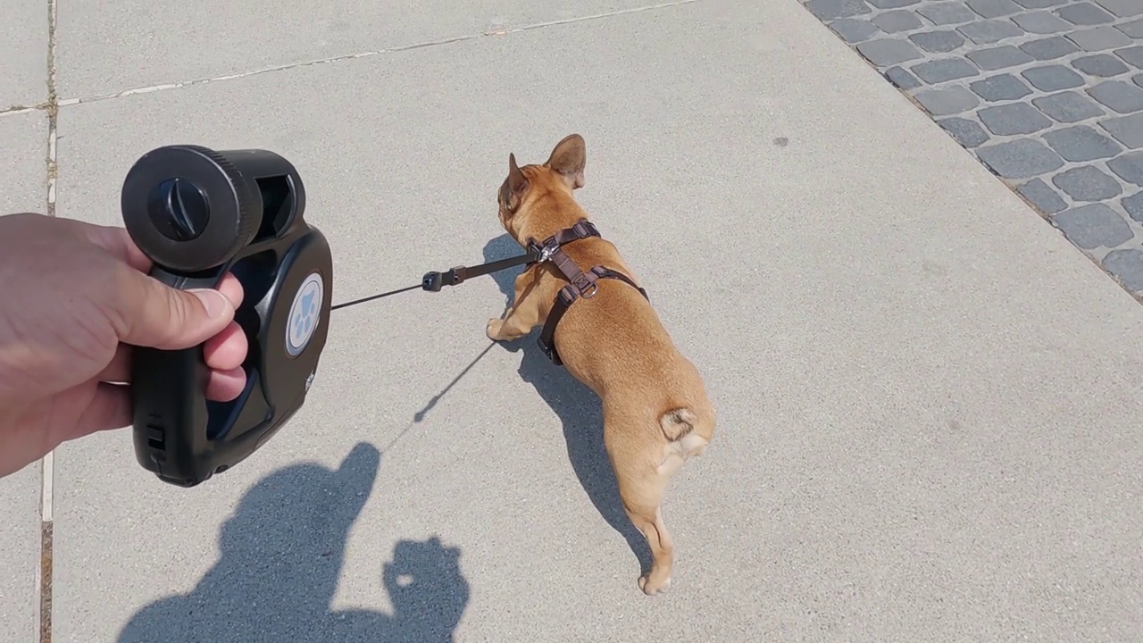 波夫牵着一条牵绳的法国斗牛犬散步，慢动作视频下载