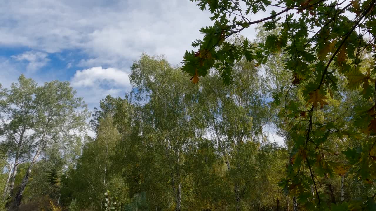 秋日晴朗多风的一段森林视频素材