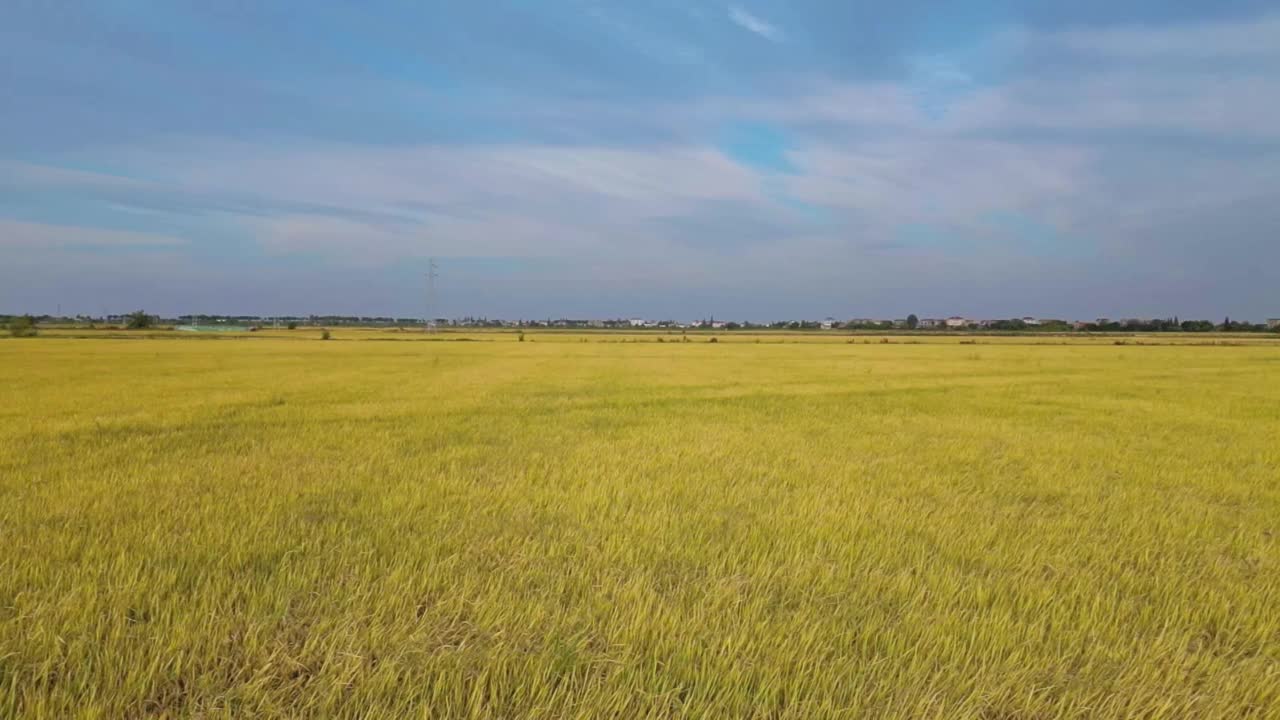 稻田的航拍照片视频素材