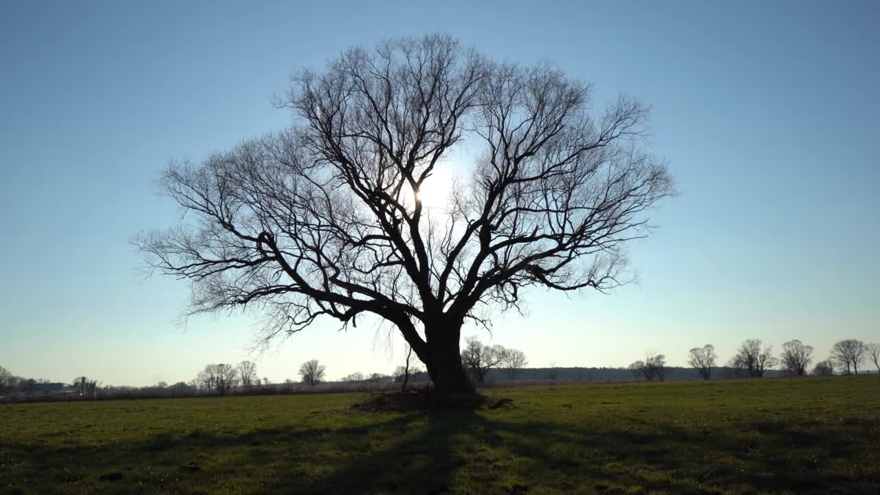 冬天的树视频素材