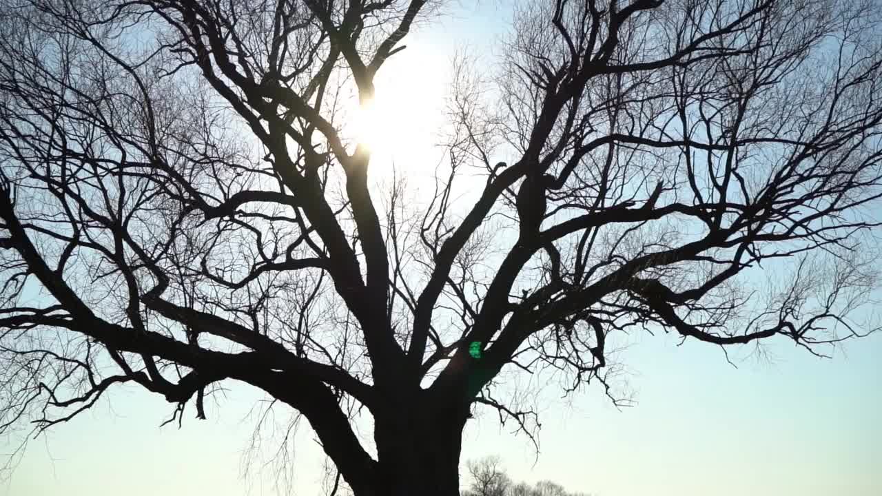 冬天的树视频素材
