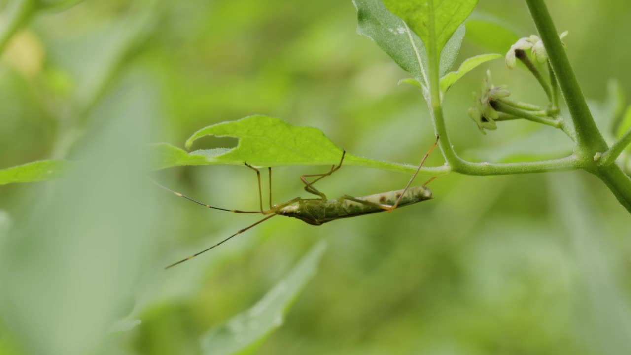 一只身体扁平的稻耳虫栖息在一片杂草叶子下视频素材
