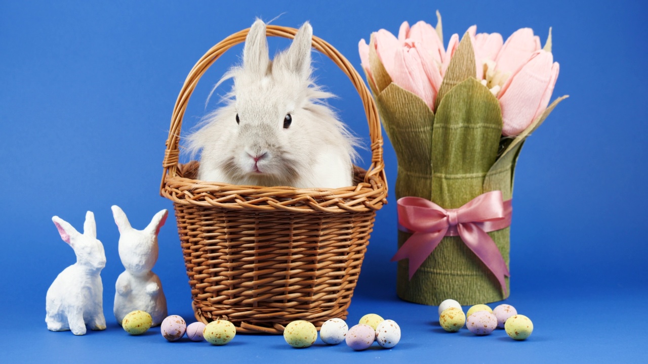 装饰性家兔坐在蓝色背景的篮子里。可爱的小兔子四处张望。健康动物和宠物概念。到处都是糖果和鲜花的复活节装饰视频下载