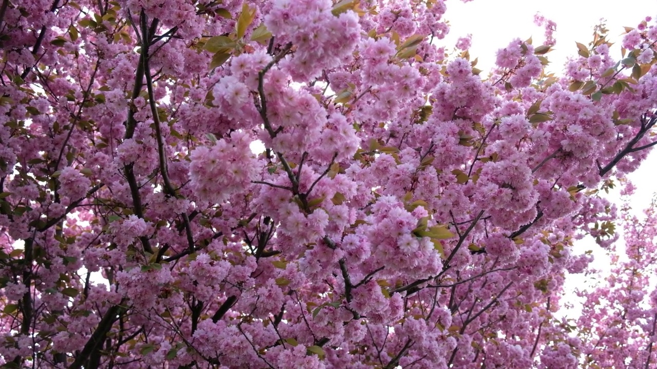 春花旗。樱花或杏树在早春盛开的粉红色花朵的枝条。令人惊叹的自然花卉春季横幅或贺卡，明信片，海报。有选择性的重点视频下载