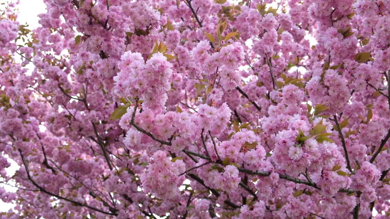 春花旗。樱花或杏树在早春盛开的粉红色花朵的枝条。令人惊叹的自然花卉春季横幅或贺卡，明信片，海报。有选择性的重点视频下载