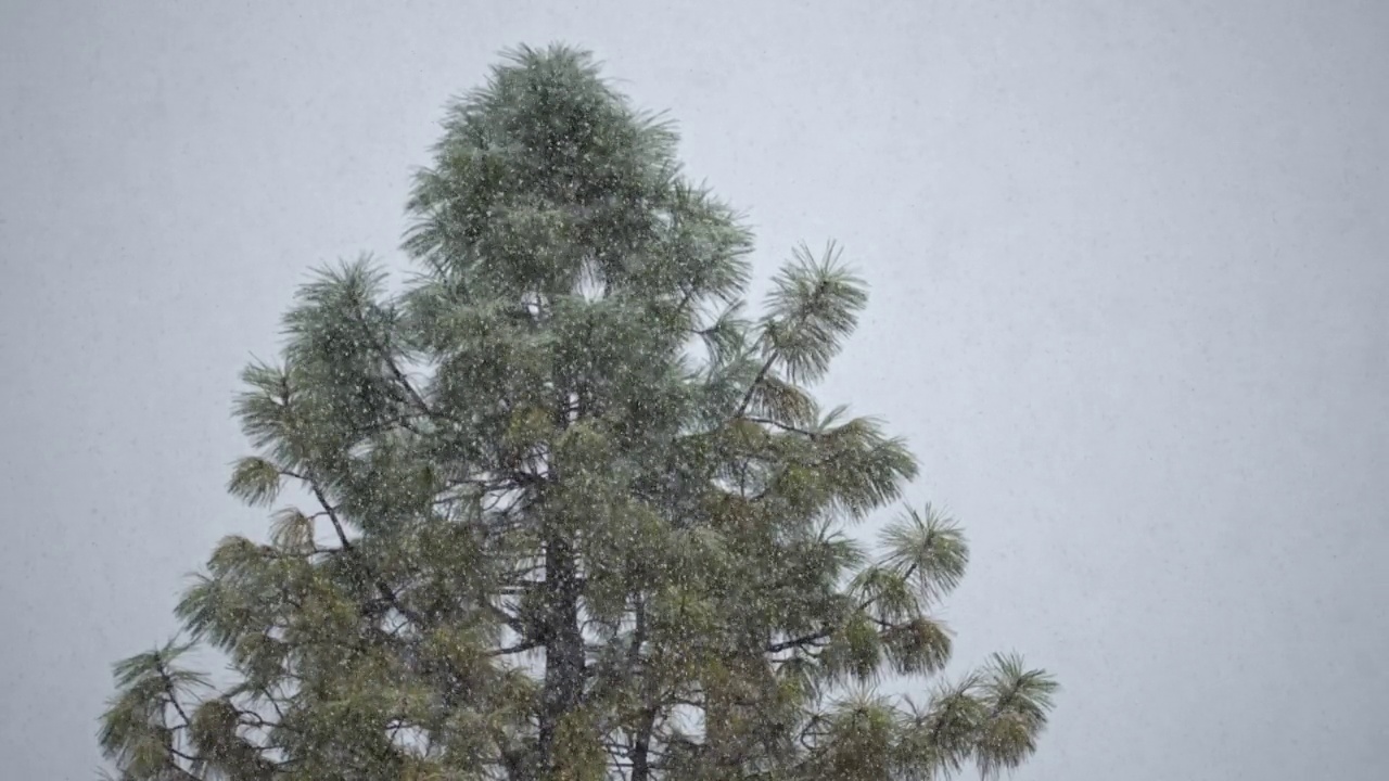 雪花在松树前以慢动作飘落视频下载