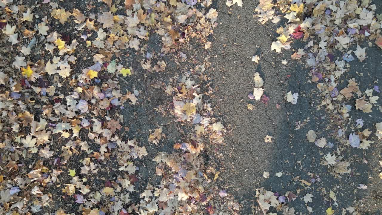 飞越秋天的林地公园视频下载