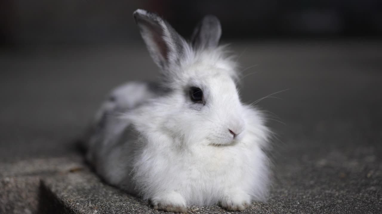 地板上的小白兔视频素材
