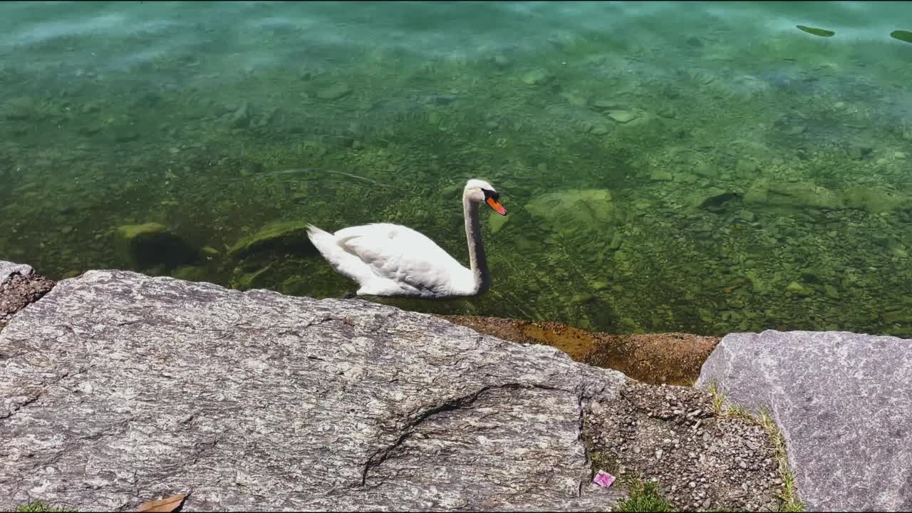 这是一只美丽的天鹅在清澈的海水和岩石岸边游泳的好照片视频素材