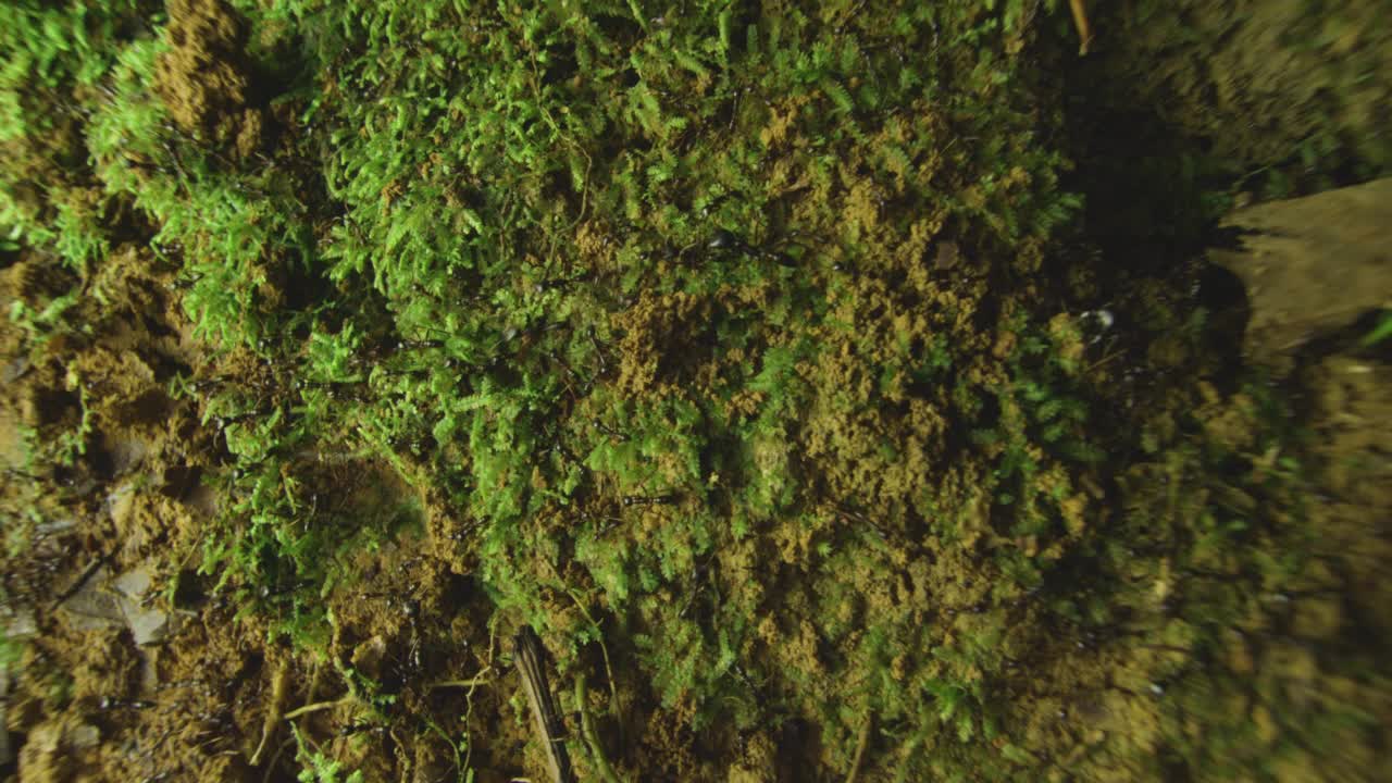 蚂蚁爬过树干上的苔藓，加蓬。视频素材