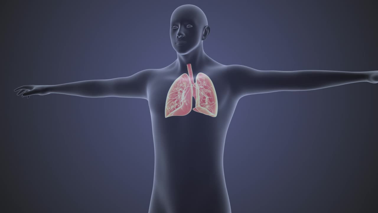 人体循环系统肺解剖概念视频下载