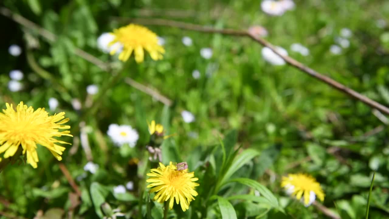 黄色蒲公英和白色雏菊花视频素材