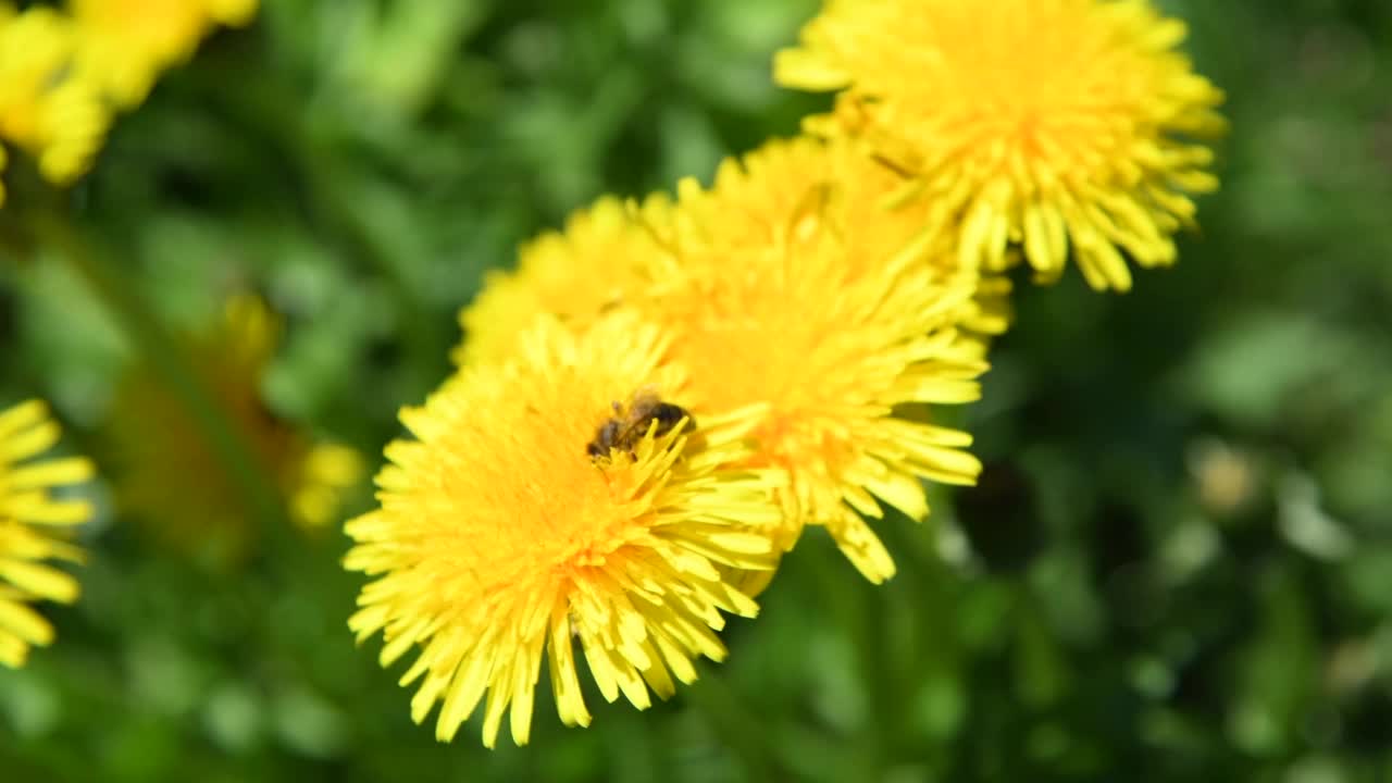 蜜蜂为蒲公英花授粉视频素材