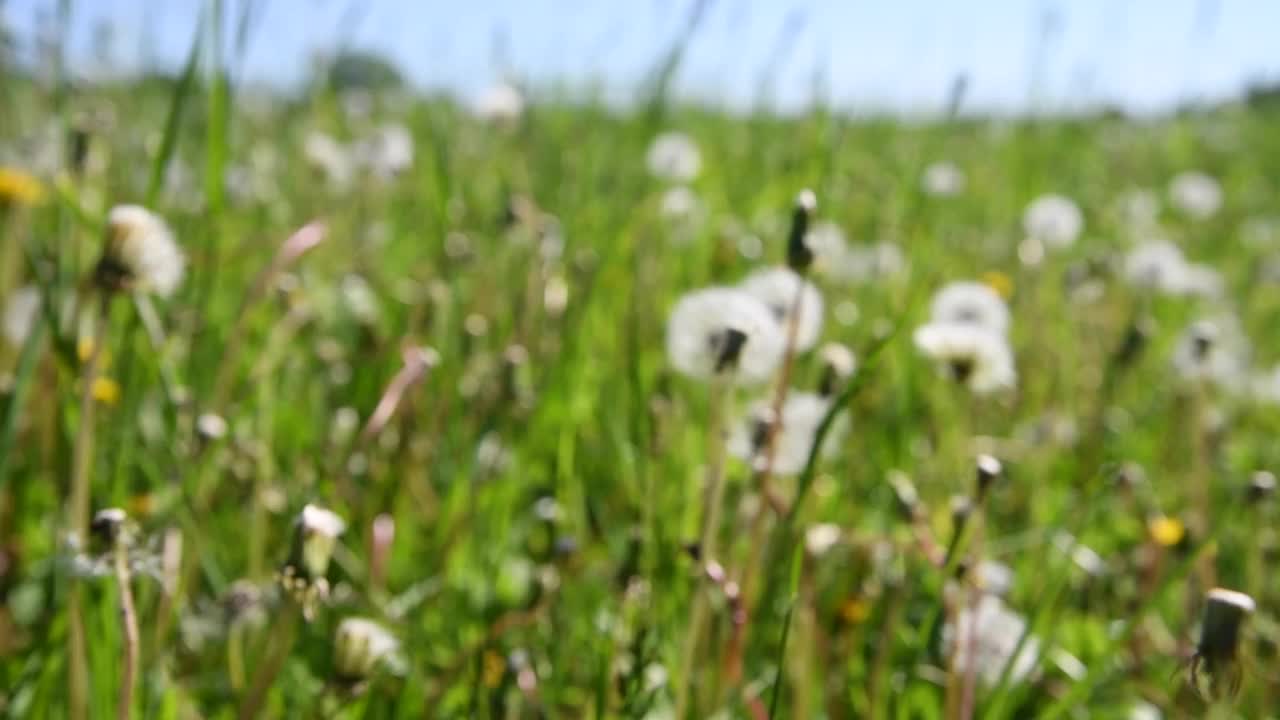 夏天的草地和蒲公英钟视频素材