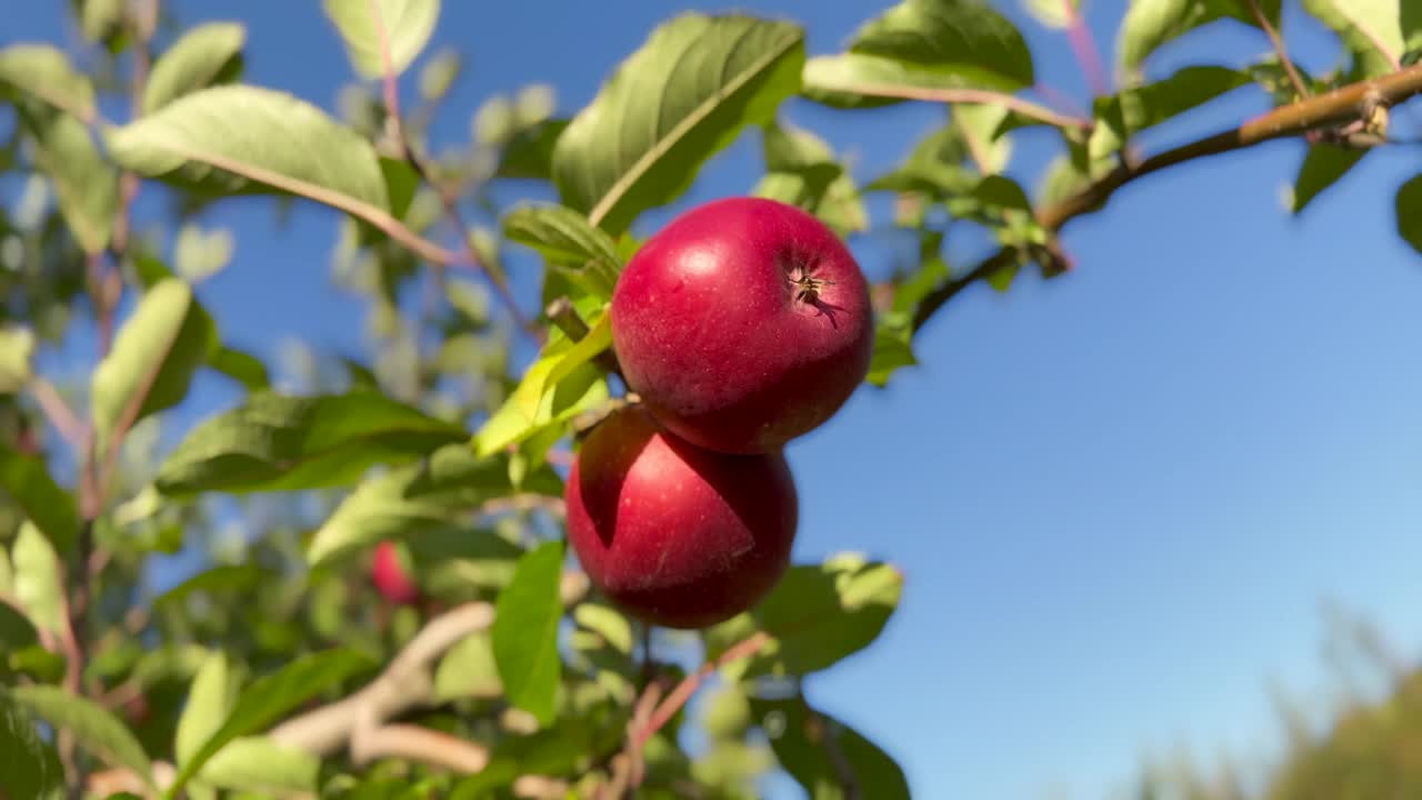 果园中的有机苹果视频素材