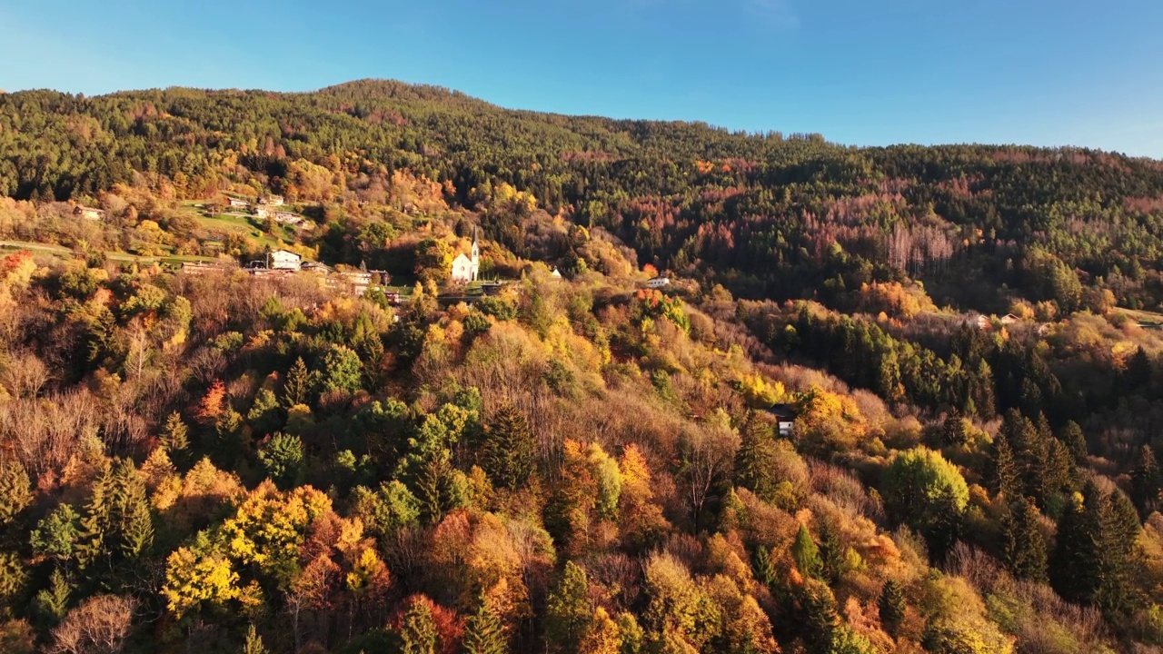 秋天的森林在黄昏视频素材