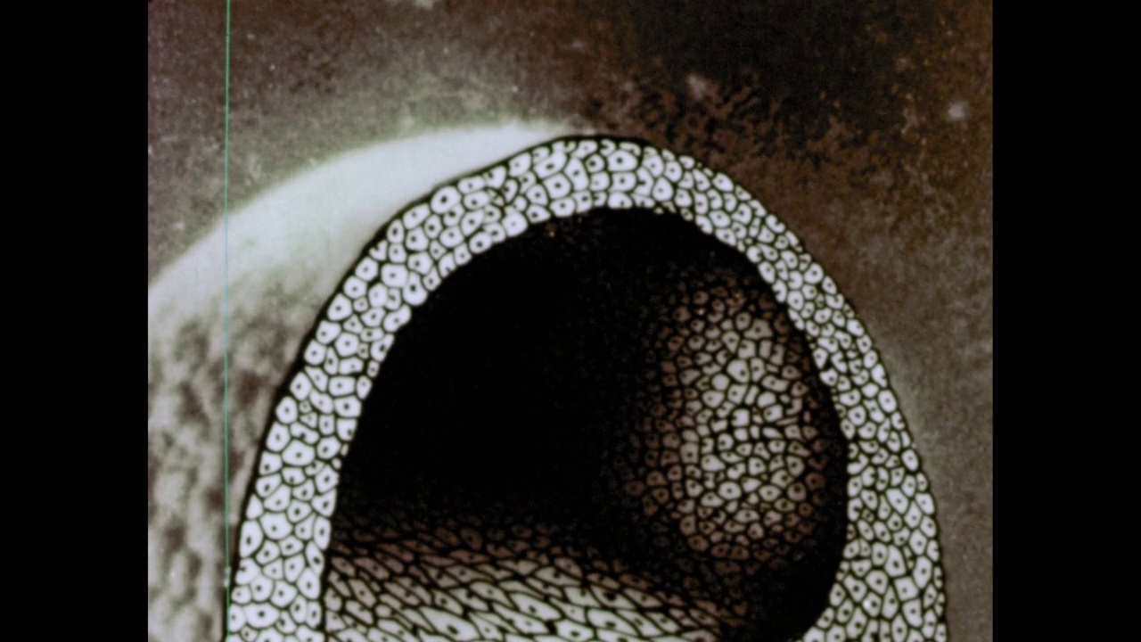 两栖动物胚胎(青蛙、蟾蜍和蝾螈)——28篇中的第8部分。影片结合了延时摄影、微缩摄影和动画横截面图，展示了一个单细胞两栖动物卵转变为人的发育过程视频素材