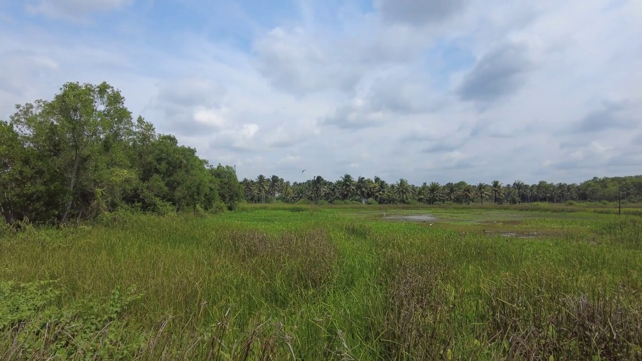 喀拉拉邦Thiruvananthapuram的Punchakkari湿地和农田视频素材