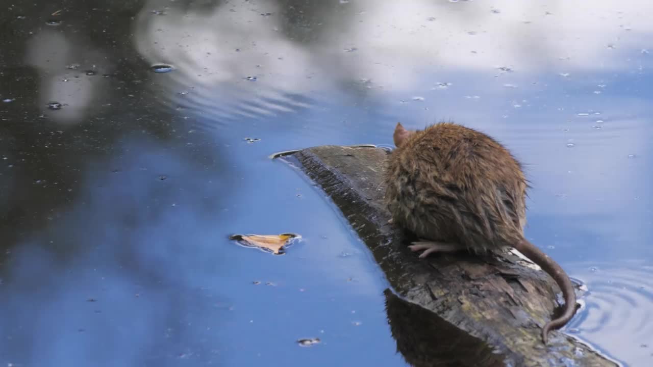 老鼠坐在漂浮在湖面上的一块木头上四处张望视频素材