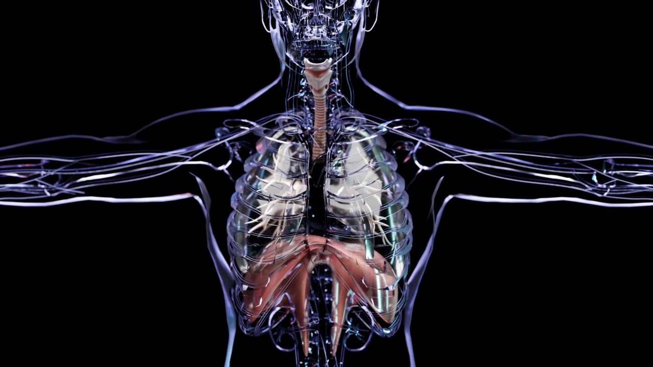 人体呼吸系统肺解剖动画概念。可见肺，肺通气，气管，逼真的高质量3d循环动画，3d渲染视频下载