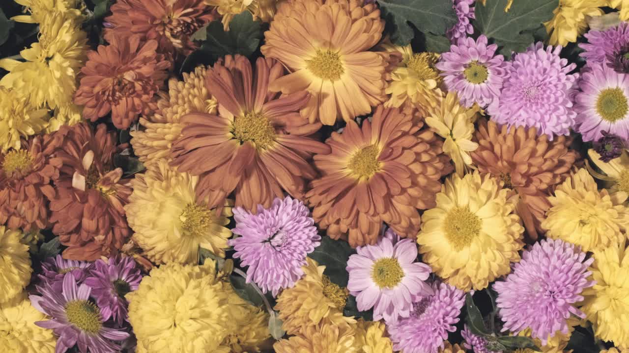 秋天的背景是五颜六色的菊花和紫菀花。花很多视频素材