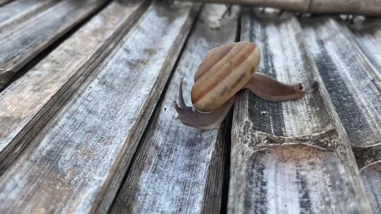 蜗牛爬在木地板上视频素材