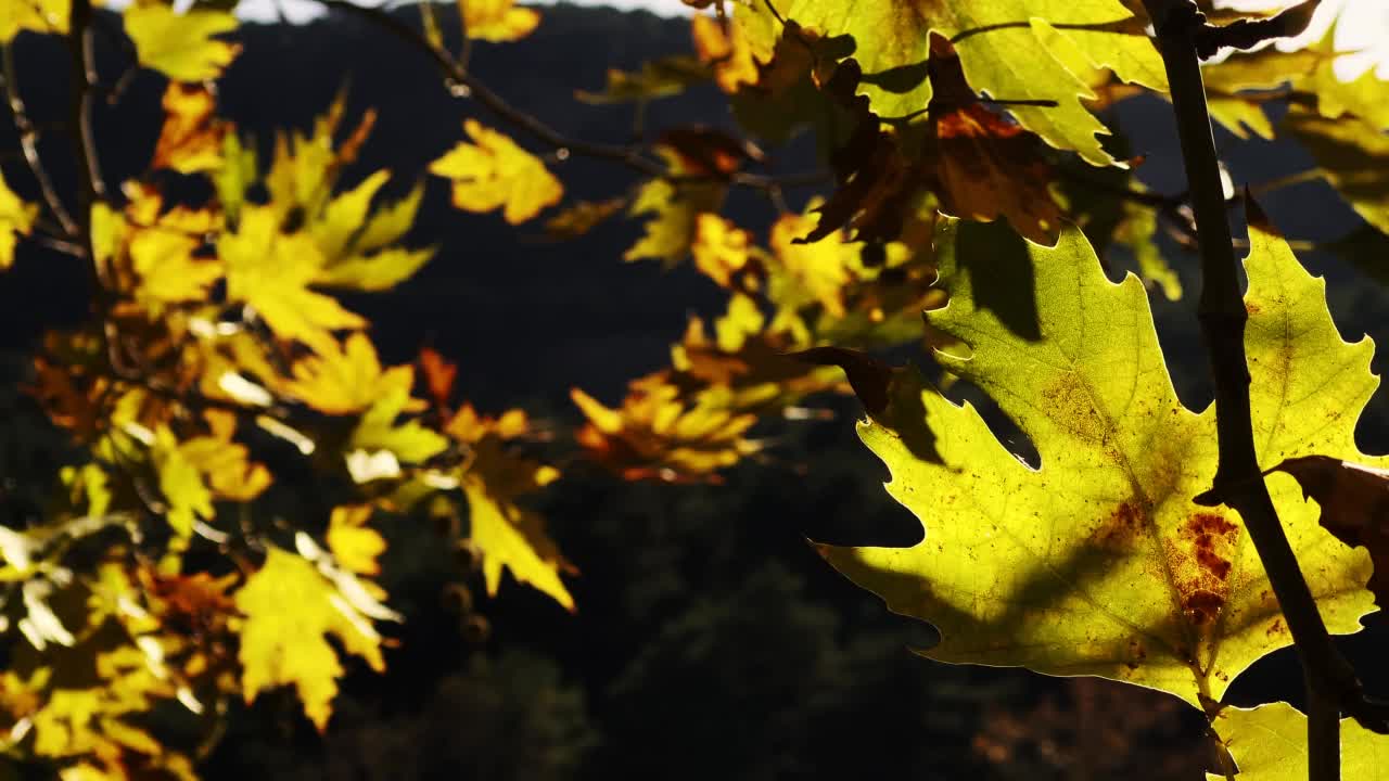 美丽自然的秋天浪漫的棕色干叶视频素材