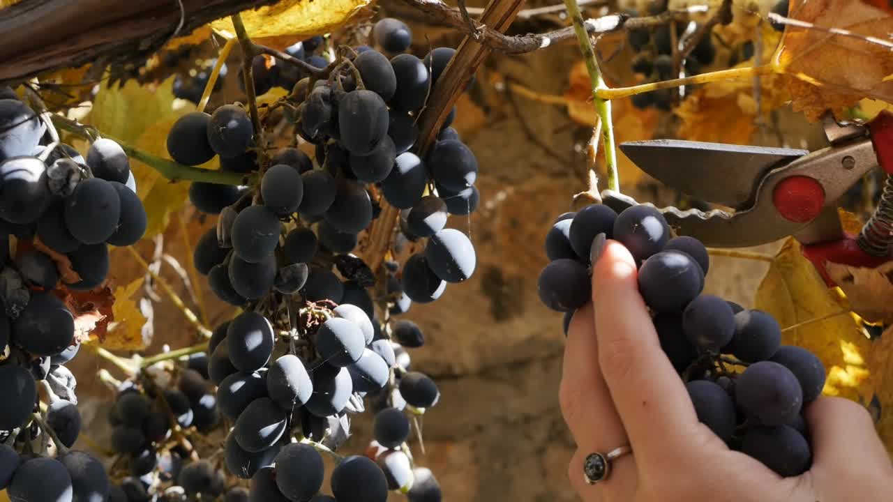 在收割葡萄的过程中，妇女们在剪枝工的帮助下用手从葡萄藤上剪下一束束葡萄。女人用园艺剪剪一串成熟的葡萄。收获葡萄视频素材