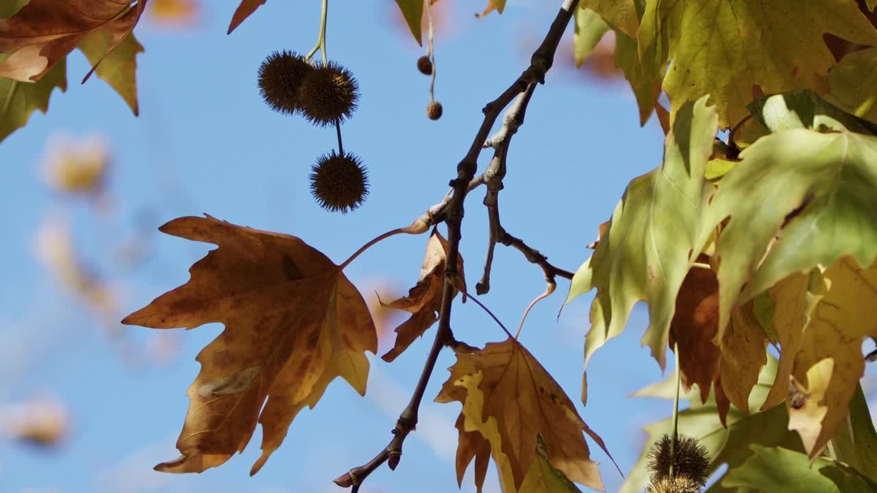 美丽自然的秋天浪漫的棕色干叶视频素材