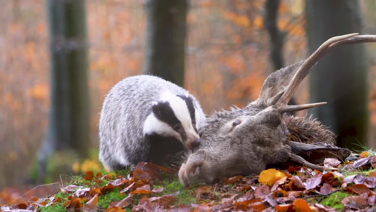 欧洲獾拖着倒下的鹿头慢动作。秋天森林里的野生动物。生命的循环。视频素材