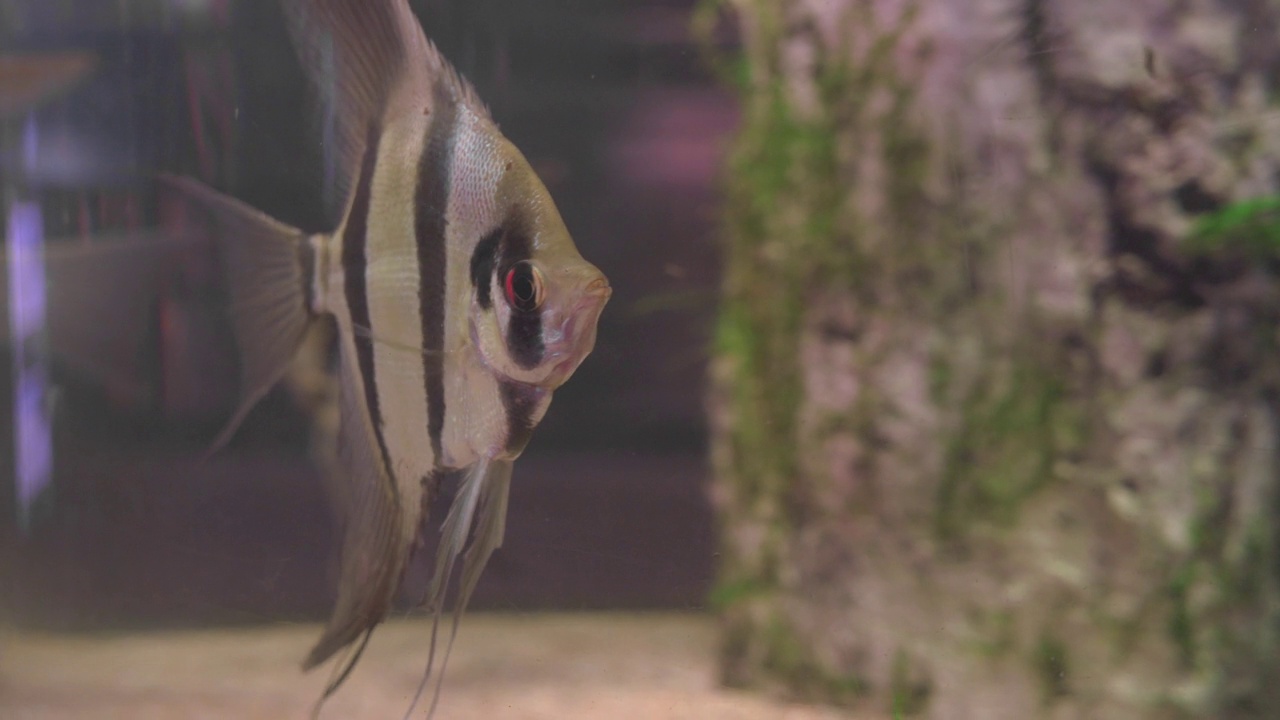 三角形条纹鱼神仙鱼游泳在水族馆的清水标量视频下载