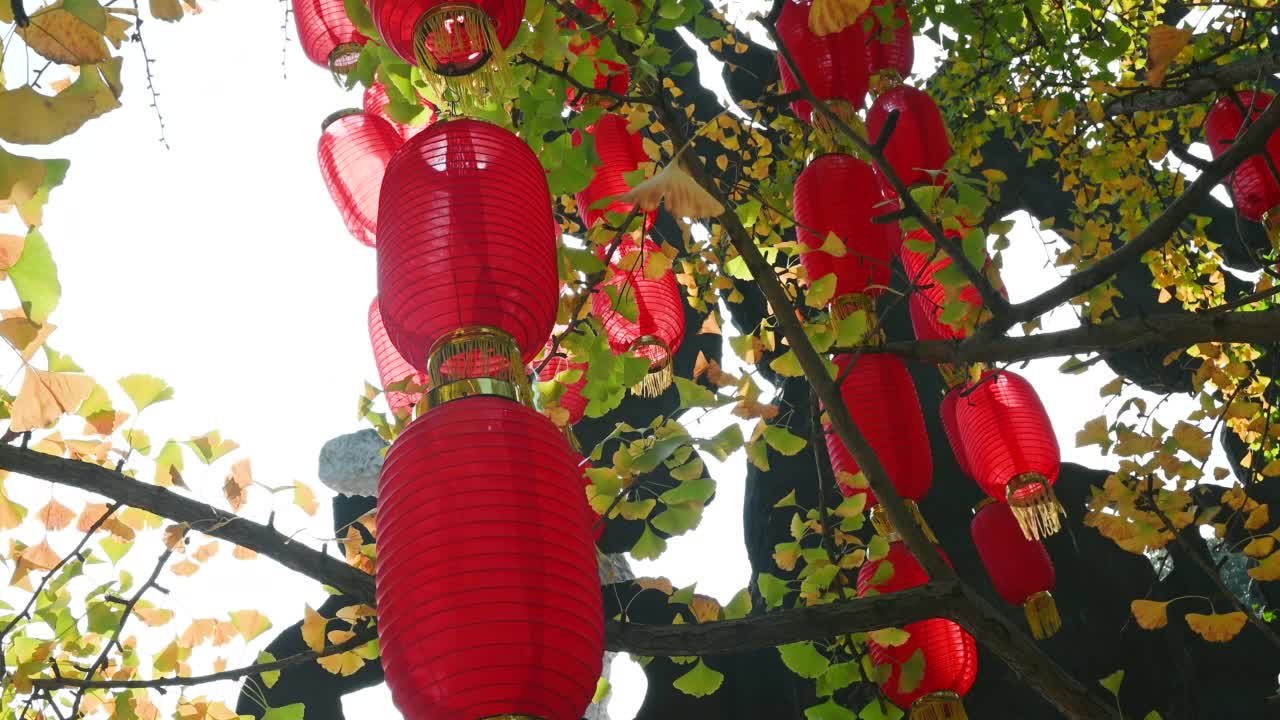 中国灯笼挂在银杏树在秋天视频下载