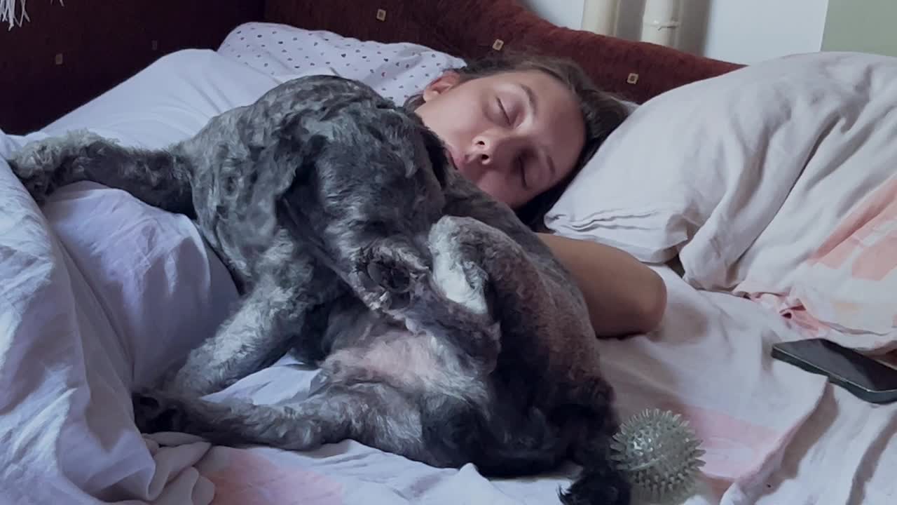 睡在床上的女人，带着灰色的狮子狗视频下载