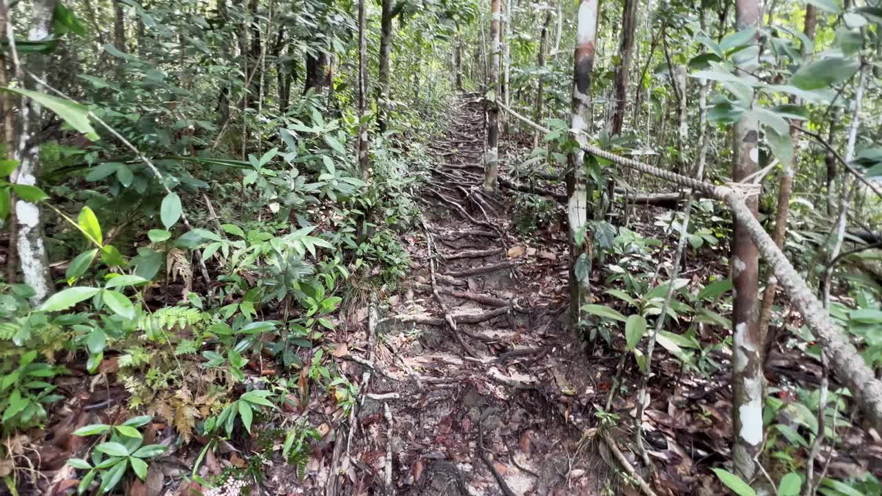 视频蒙太奇的雨林和蚁群在树上视频下载