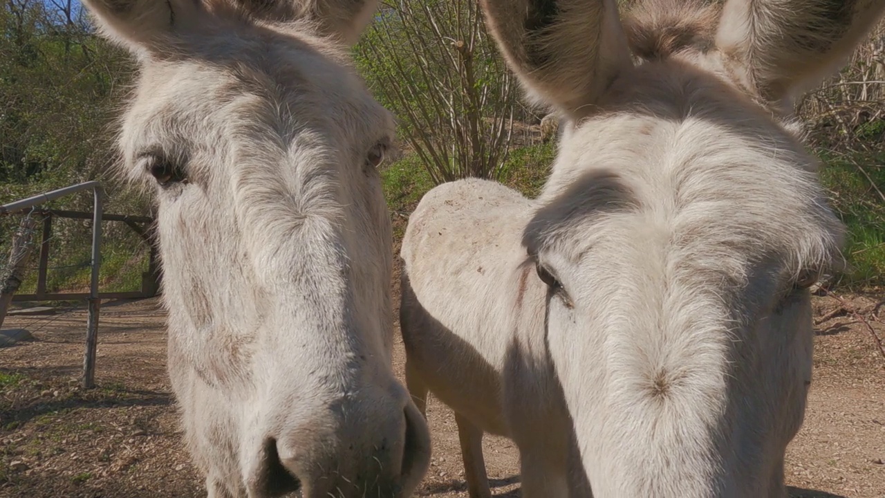 两只可爱有趣的白驴看着镜头。特写镜头视频素材