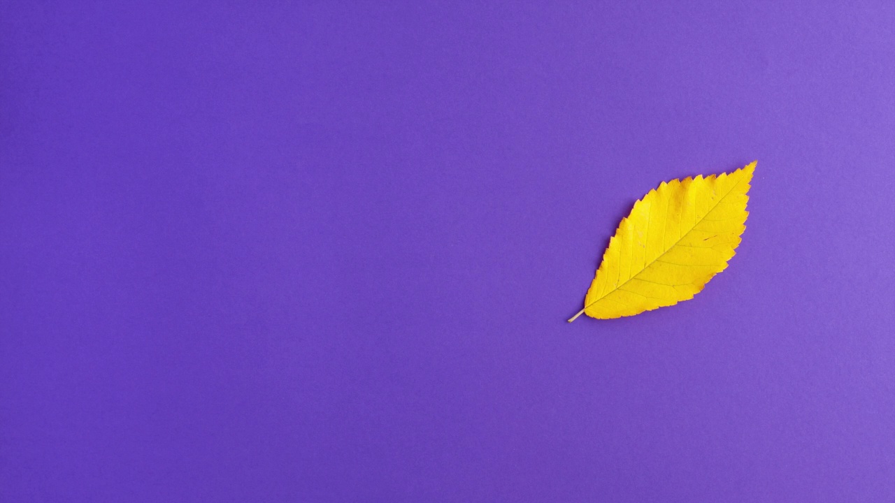 定格动画平铺的黄色秋叶改变他们的位置在紫色的背景在右边。明亮的叶秋天秋天假期万圣节的概念与复制空间视频下载